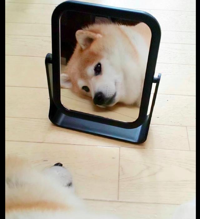 柴犬在家里躺着还要照镜子沉迷于自己颜值我这该死的帅气