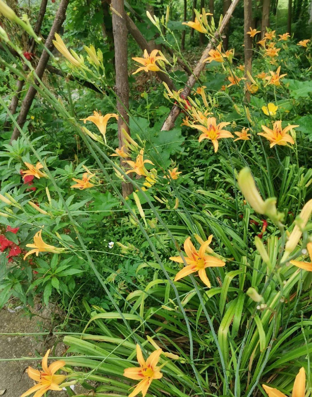 家门口的有毒花，千万别乱碰，有小孩的注意！休闲区蓝鸢梦想 - Www.slyday.coM