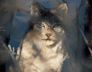 冬天被狼揍,夏天去揍狼,猞猁和狼为何不共戴天?|狼群|人类|恩怨|食物|森林_新浪新闻