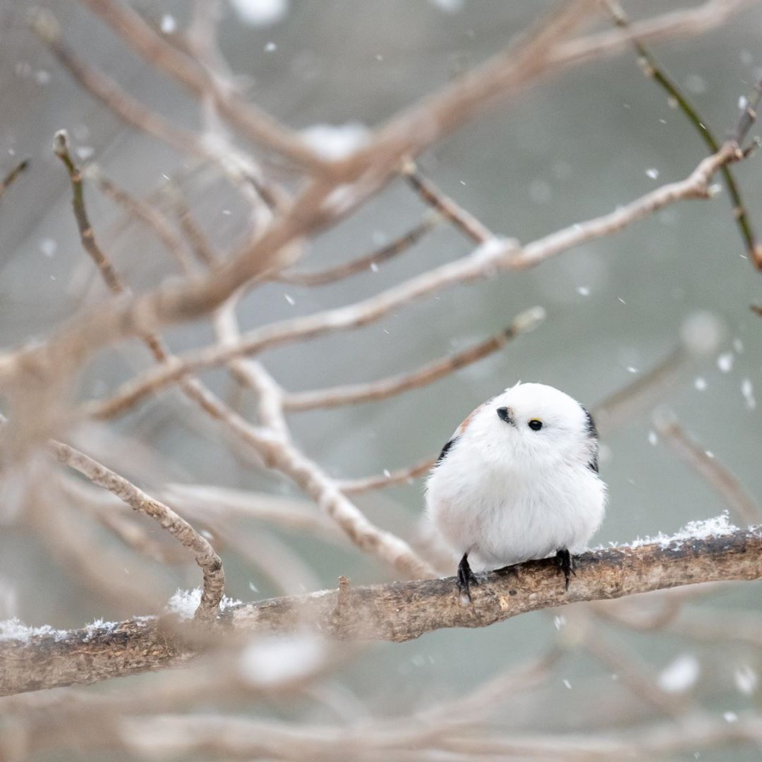北海道最萌的鸟 有 雪之妖精 之称