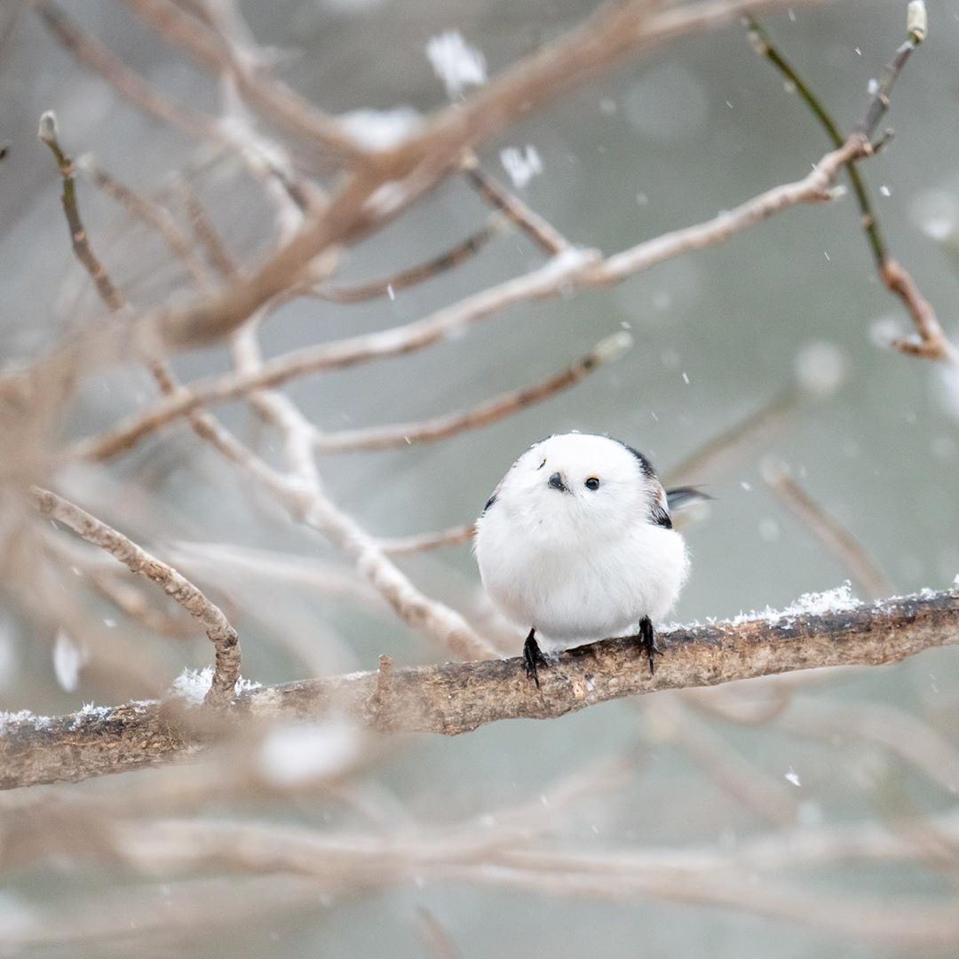 北海道最萌的鸟 有 雪之妖精 之称