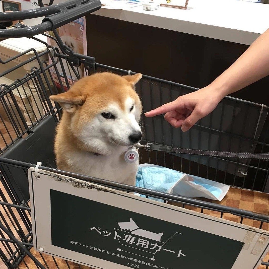 分享一些柴犬表情包原图_高清图集_新浪网