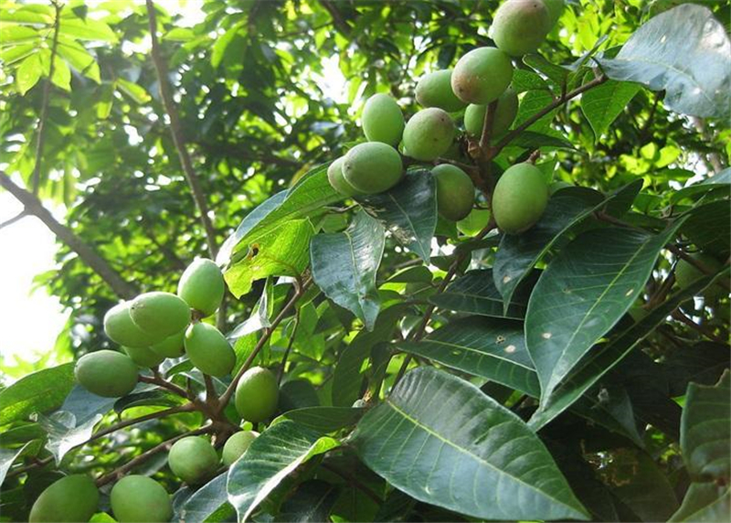 12月上市很多人买,一斤13元,种了不用管,农民却还不爱种