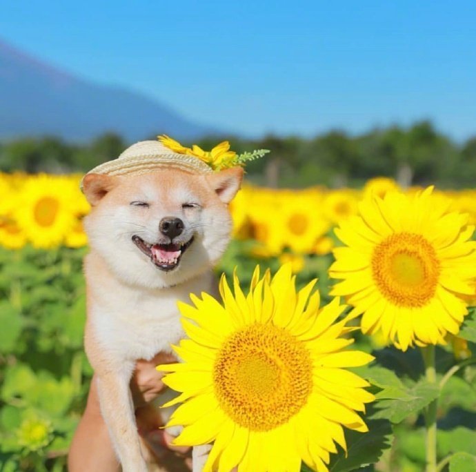 阳光明媚,笑容治愈,暖心