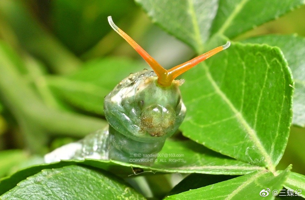 在青岛崂山花椒树上遇到的柑橘凤蝶幼虫……_高清图集_新浪网