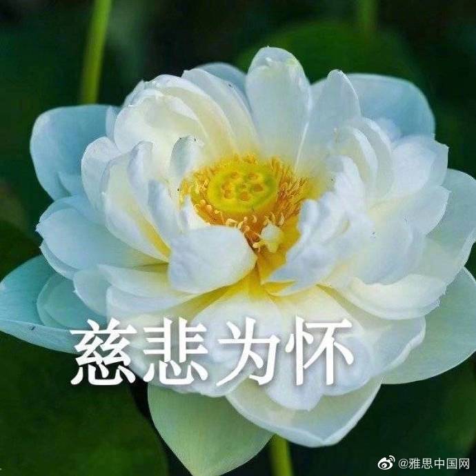 网上传疯了的莲花头像合集 转需