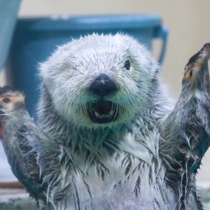 呆萌的小海獭真的太可爱啦!