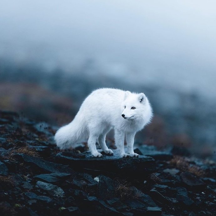 小白狐,仙气十足!