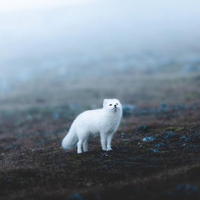 小白狐,仙气十足!