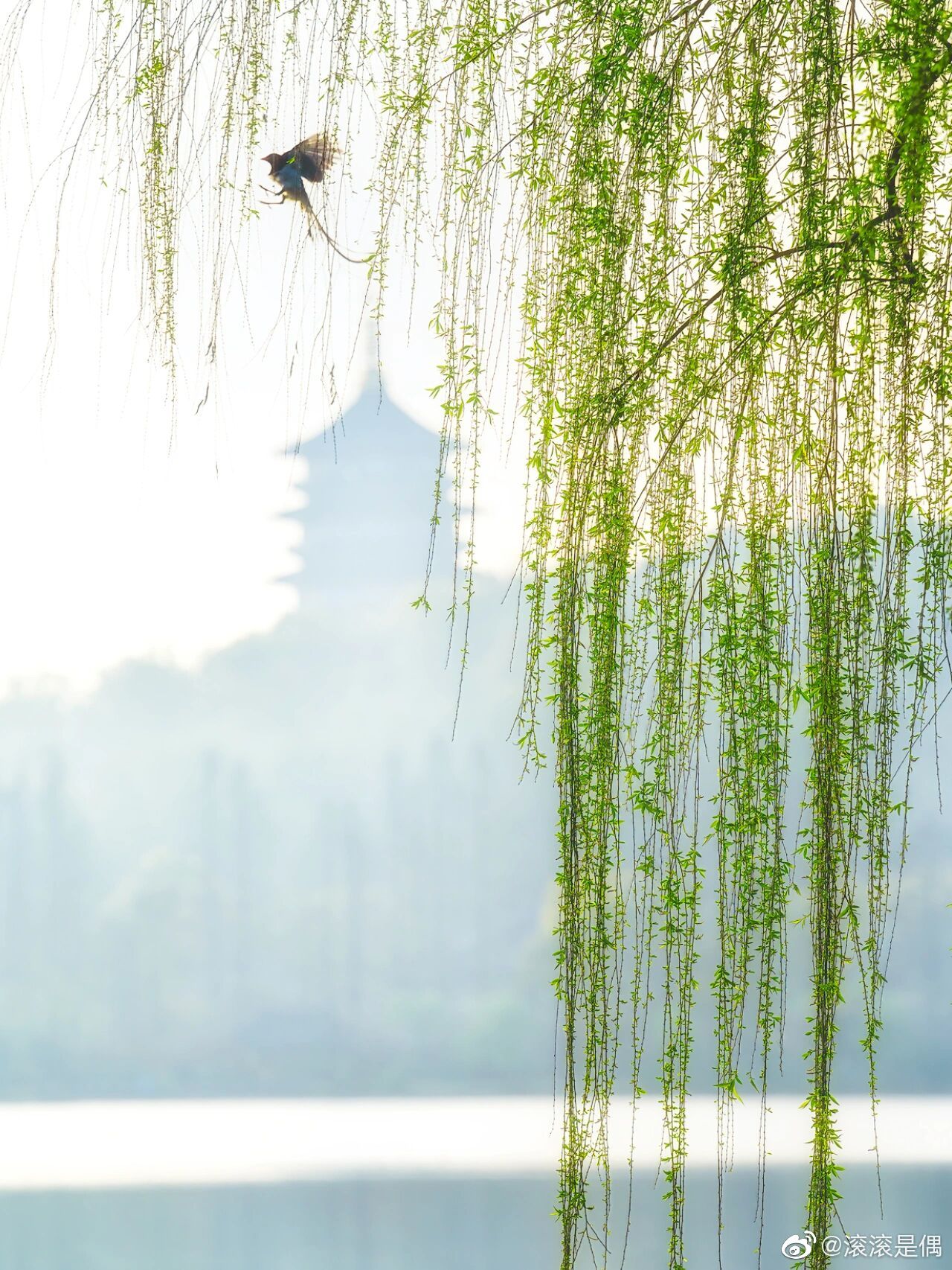 杭州西湖畔的杨柳不负江南不负春