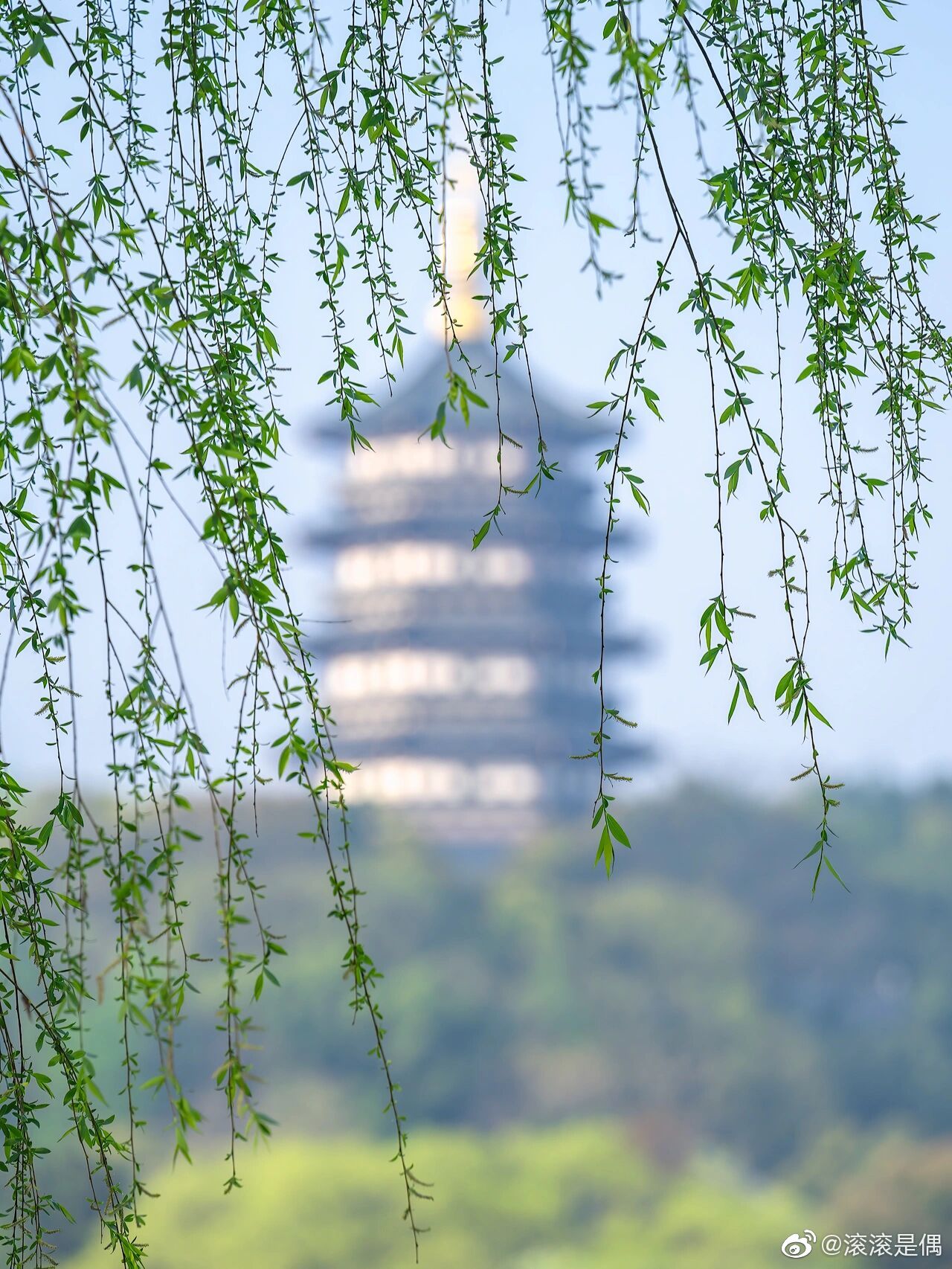 杭州西湖畔的杨柳不负江南不负春