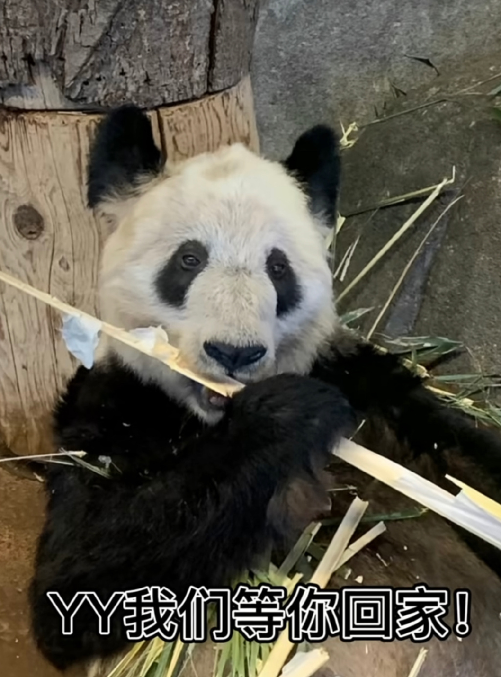 丫丫——为呼吁旅美大熊猫丫丫早日回国而作__财经头条