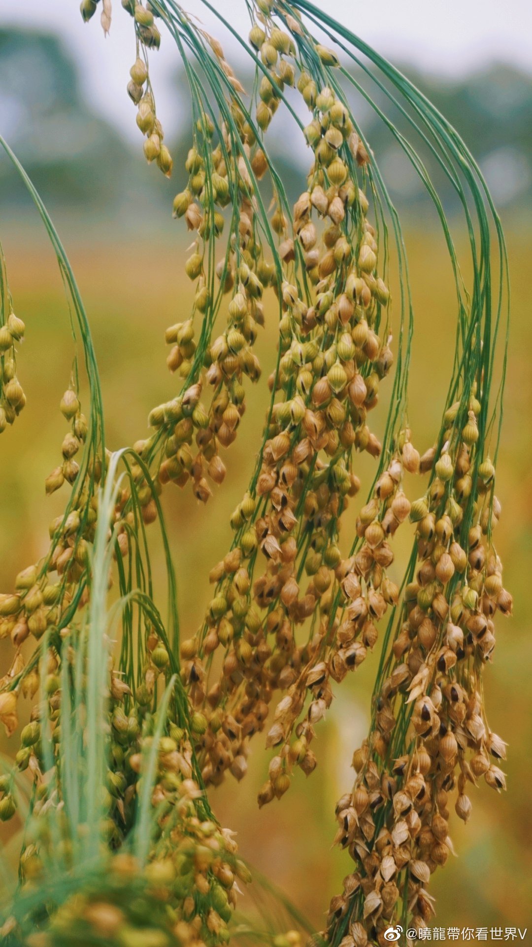 这个东西叫薯子 黍子 单子叶禾本科植物 生长在北方 耐干旱 高清图集 新浪网
