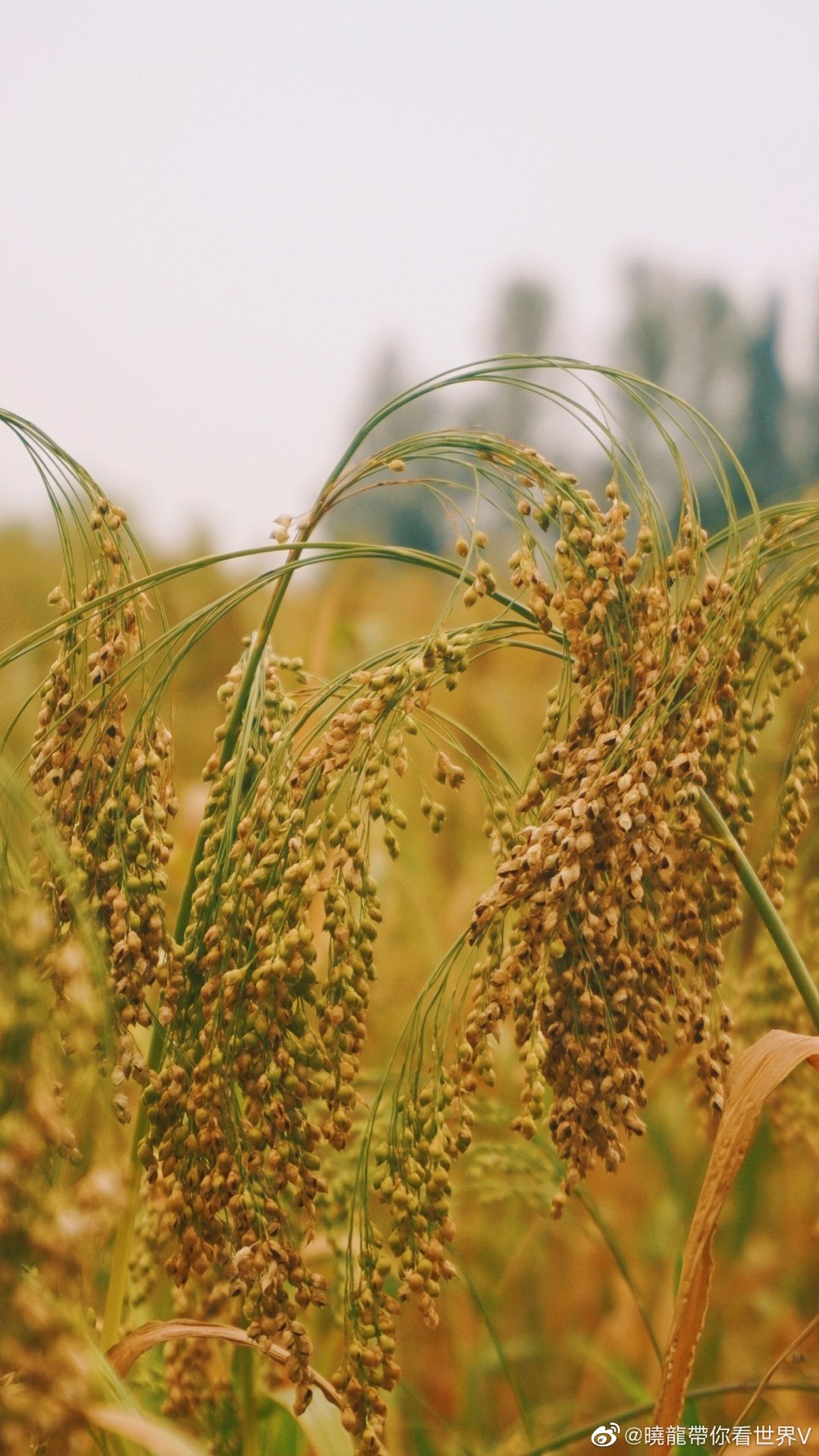 这个东西叫薯子 黍子 单子叶禾本科植物 生长在北方 耐干旱 高清图集 新浪网