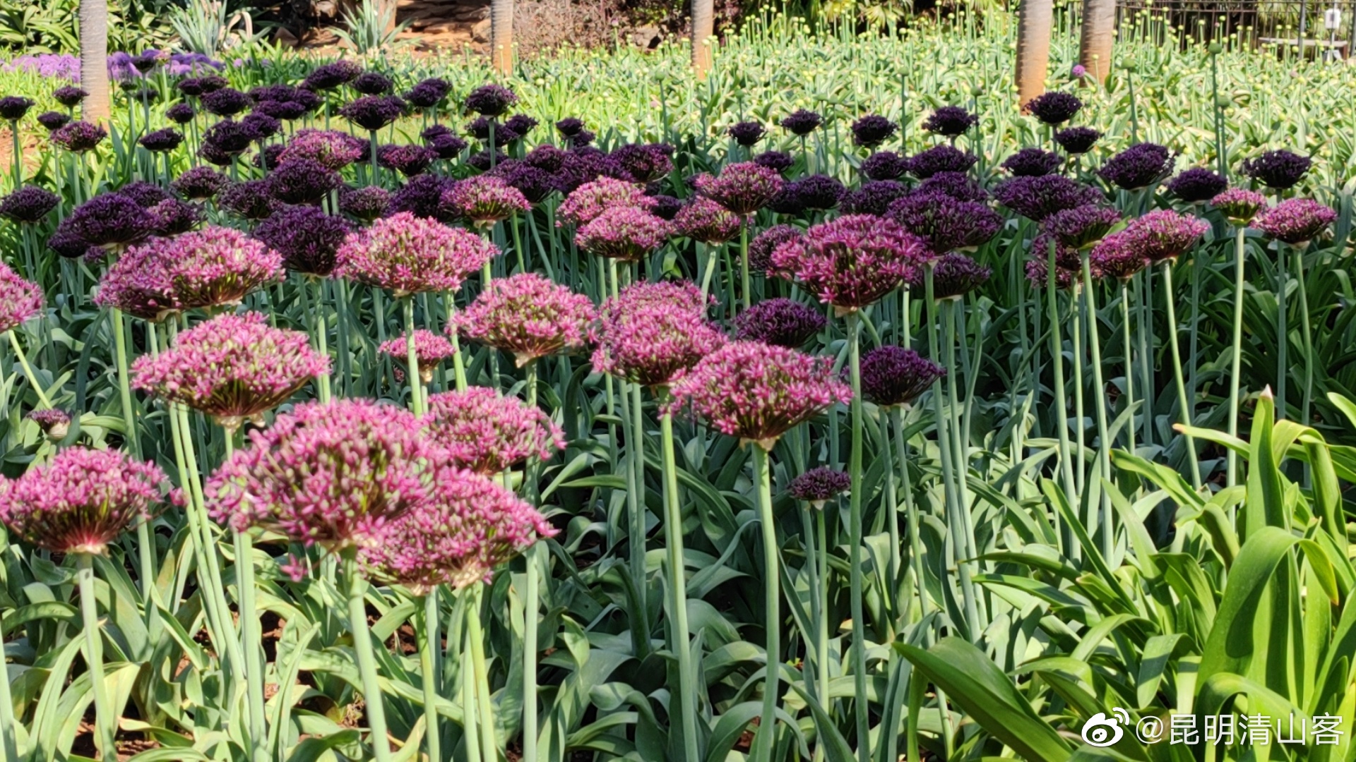 昆明植物园东园葱花开