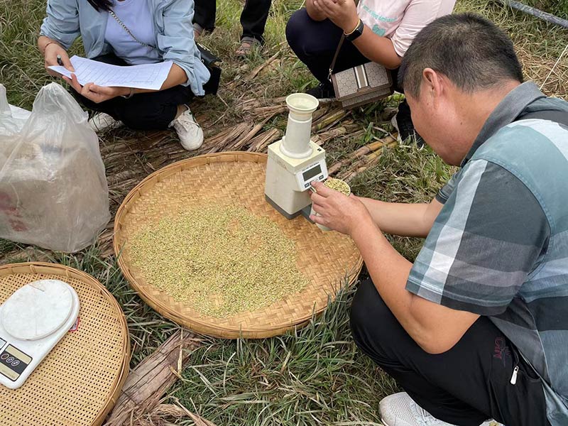 云南景谷:再生稻全面进入丰收收割期|普洱市|云南省|景谷县|测产|农科_新浪新闻