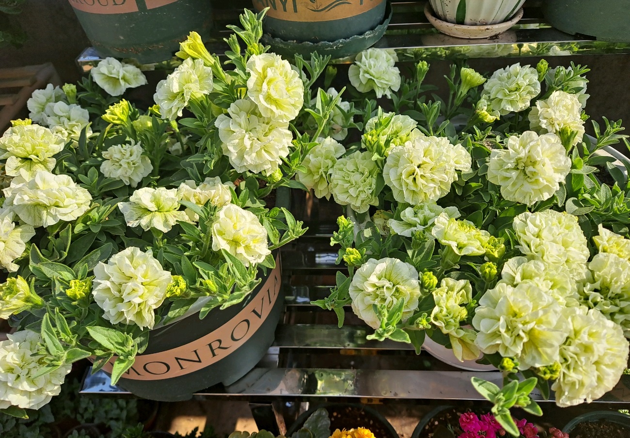 重瓣矮牵牛伊丽莎白花美如牡丹皮实好养活你值得拥有