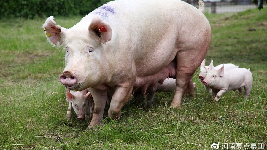 河南亮点集团干货分享:一篇文章搞清楚自繁自养母猪的优点与缺点|母猪|种猪|养猪业_新浪新闻