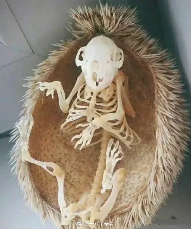 刺猬的骨架很特殊看起来真有一点萌感