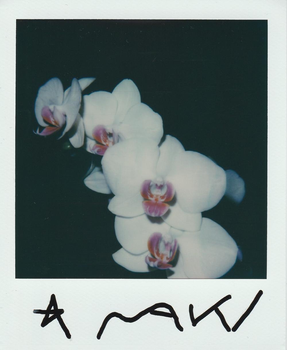 花儿荒木经惟宝丽来影像