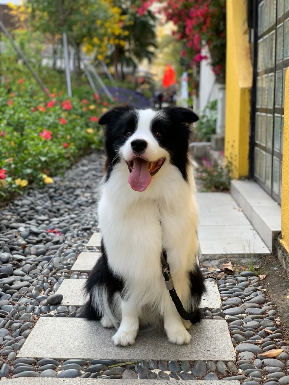 边牧拥有着赏心入目的颜值无论是小时候还是长大都好可爱