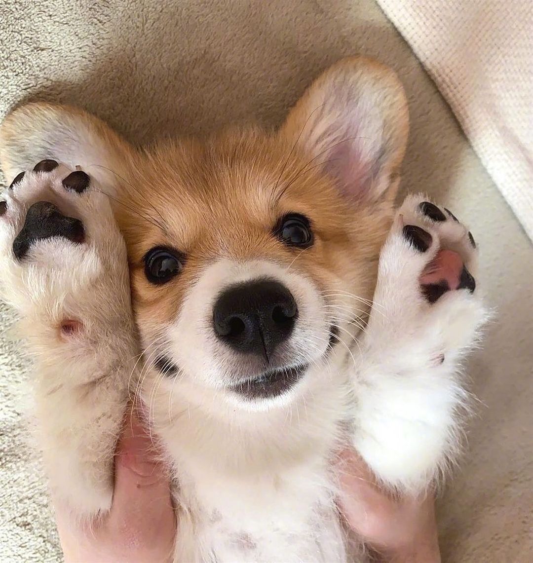 萌萌的小柯基太可爱了