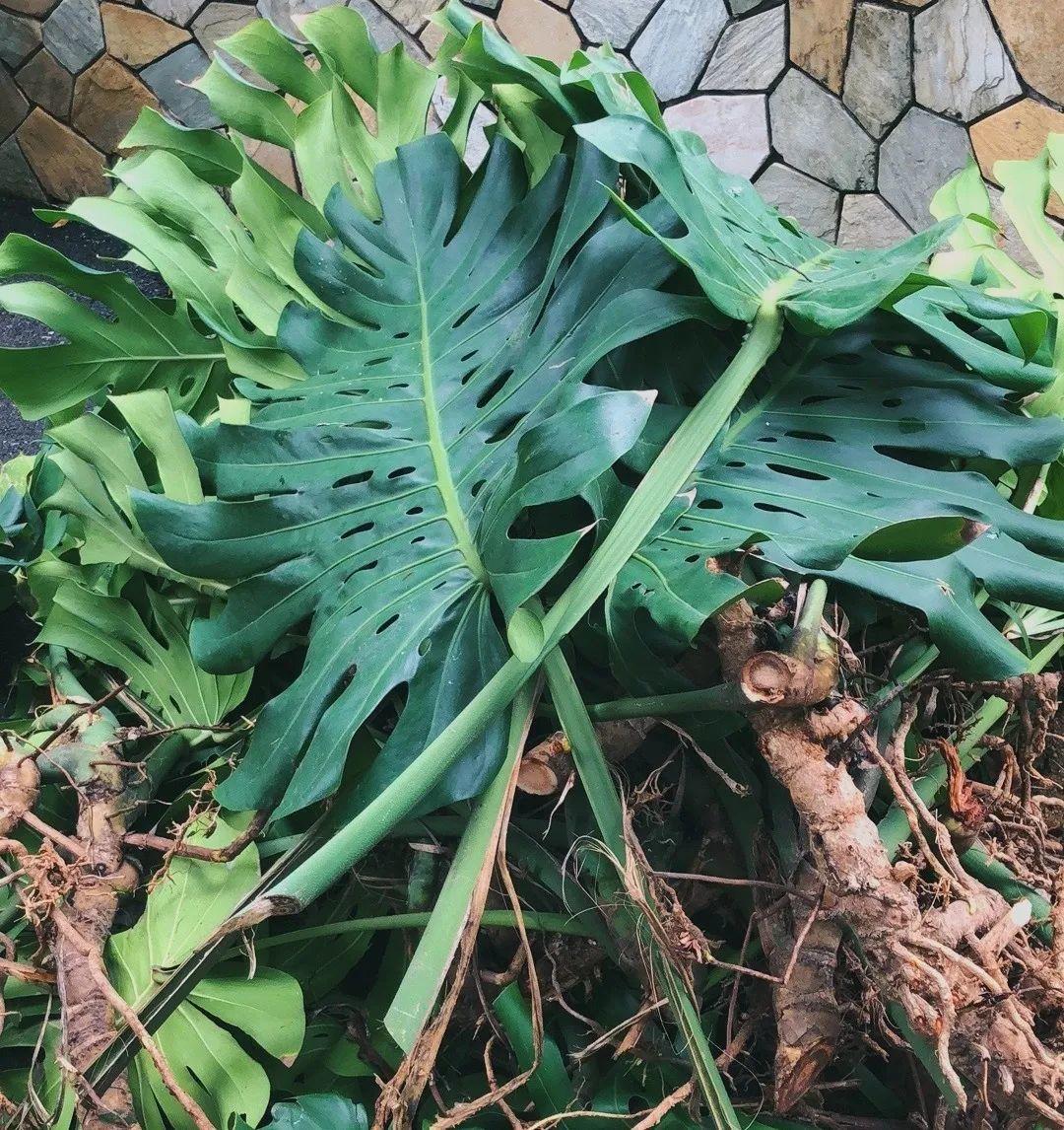 家门口的有毒花，千万别乱碰，有小孩的注意！休闲区蓝鸢梦想 - Www.slyday.coM