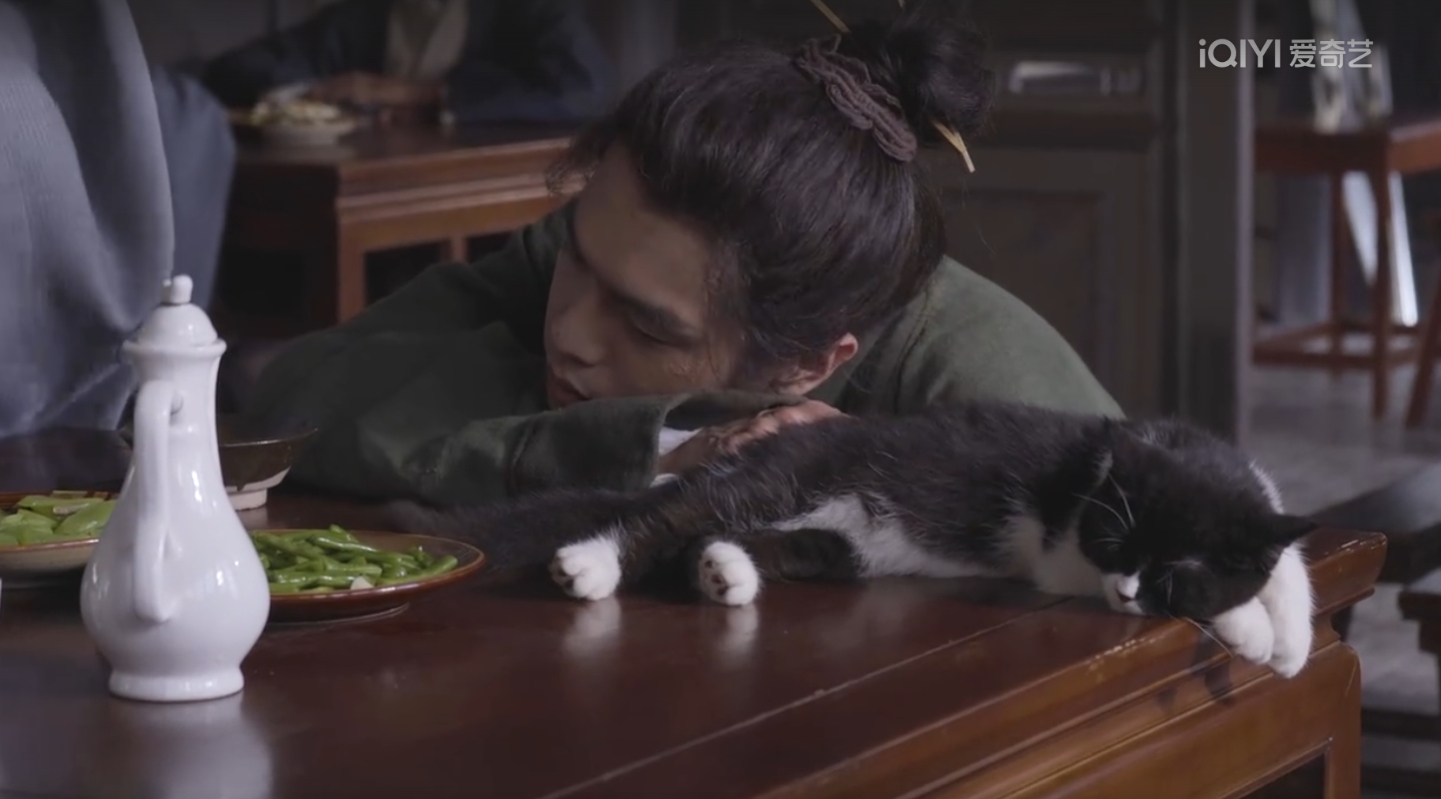 显微镜下的大明团宠,还得是女明星啊,没有人能拒绝可爱的猫猫__财经头条