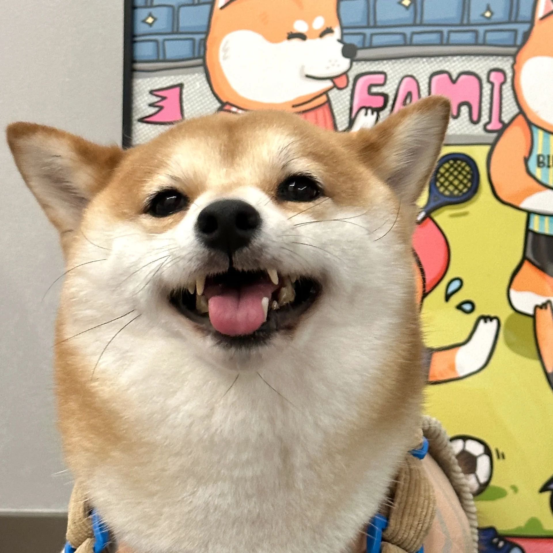 可可爱爱的柴柴情侣头像