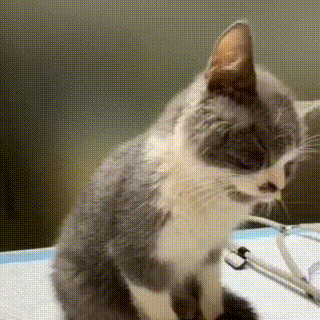 猫咪患猫传腹被遗弃,主人竟在外地旅游,多亏了这群好心人!休闲区蓝鸢梦想 - Www.slyday.coM 猫咪患猫传腹被遗弃,主人竟在外地旅游,多亏了这群好心人!休闲区蓝鸢梦想 - Www.slyday.coM