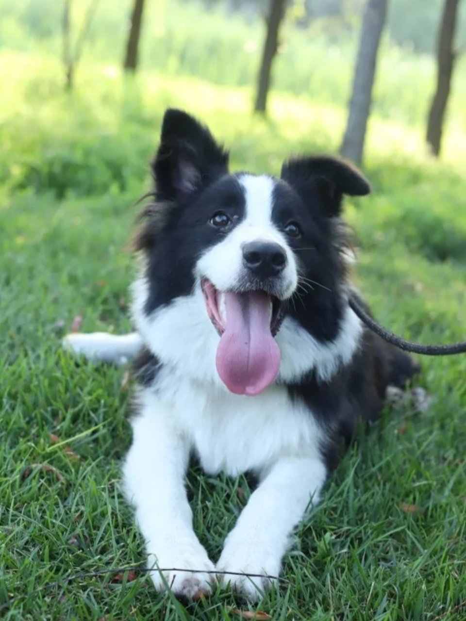 边牧拥有着赏心入目的颜值无论是小时候还是长大都好可爱