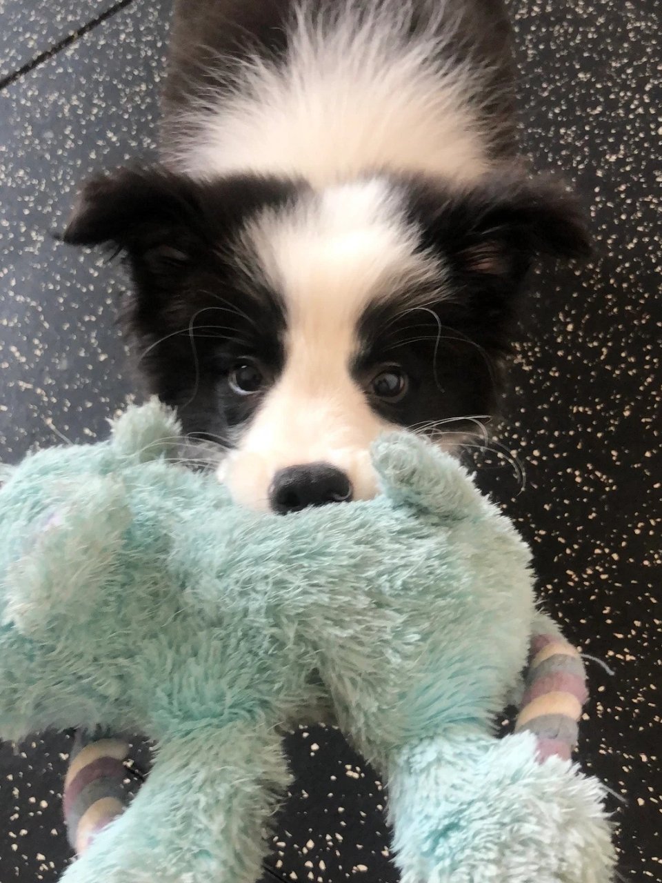 边牧拥有着赏心入目的颜值无论是小时候还是长大都好可爱