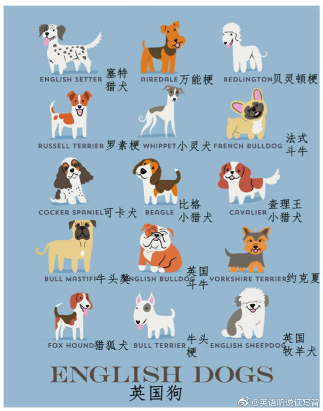 狗狗的品质大全,他们的英语名字分别叫什么呢?__财经头条