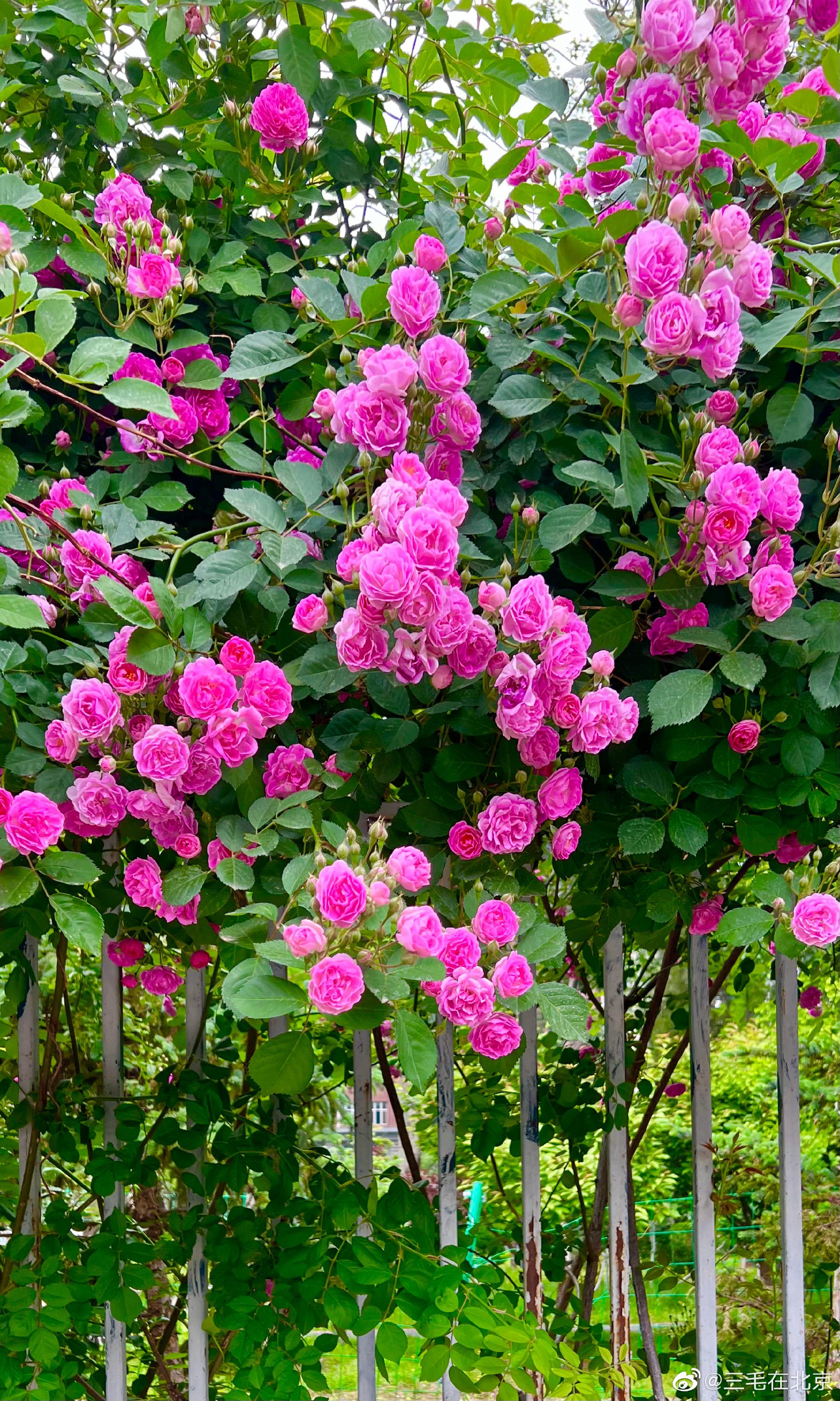 北京对外经济贸易大学南门 网红蔷薇花 摄影