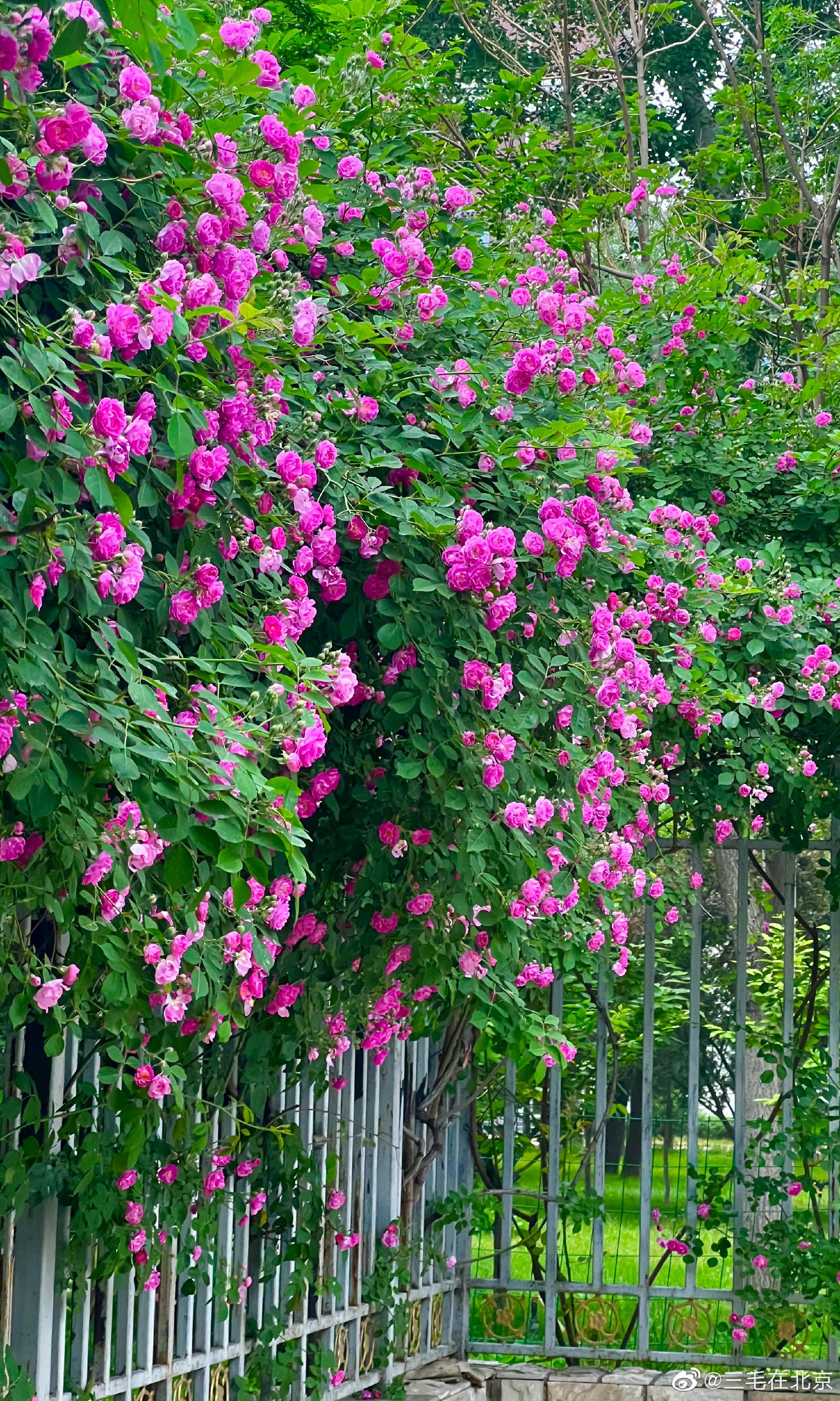 北京对外经济贸易大学南门 网红蔷薇花 摄影