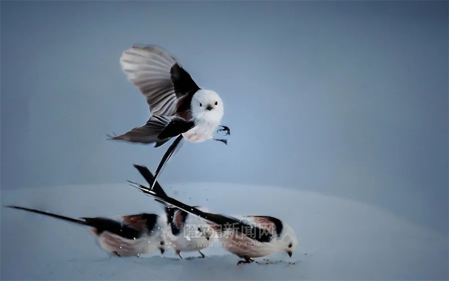 太暖了松花江面开化雪雕也穿防晒衣降温了还有雪明日到货