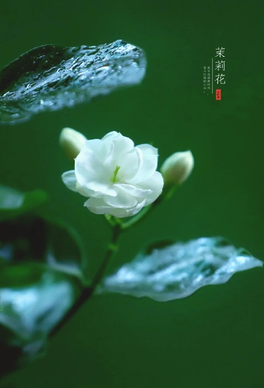 " 好一朵美丽的茉莉花 …" 丨图:雨后阳光 摄_高清图集_新浪网