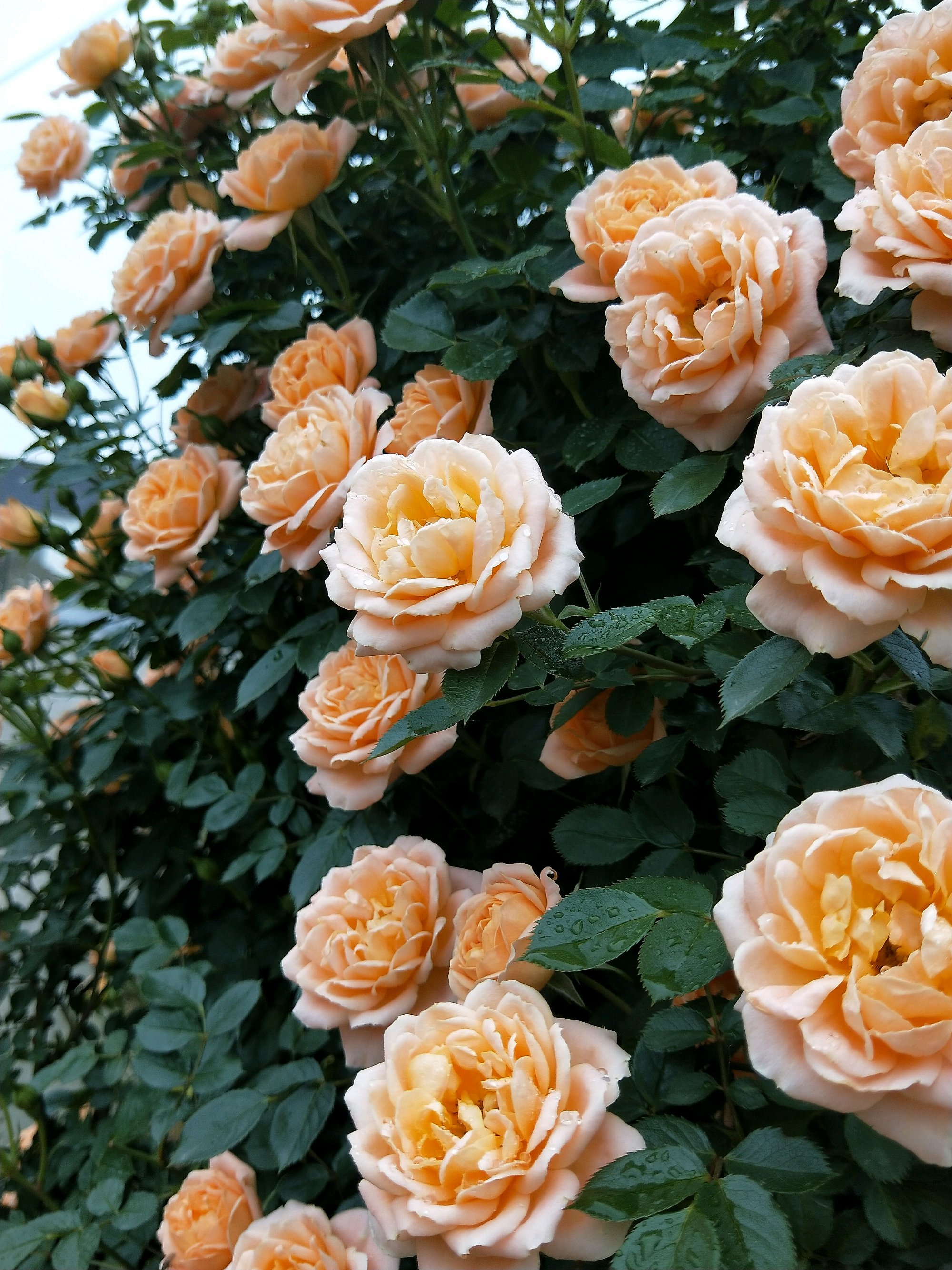 此款爬墙玫瑰,四季都开花,能打造花墙,好看又好养!