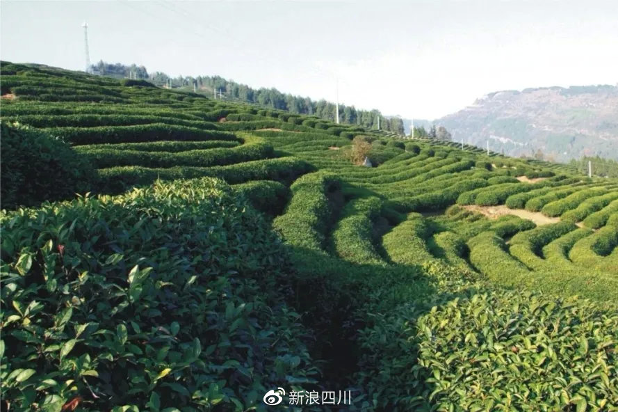 所有人就在明天邀您来云顶茶乡共赴一场清香四溢的茶事盛宴