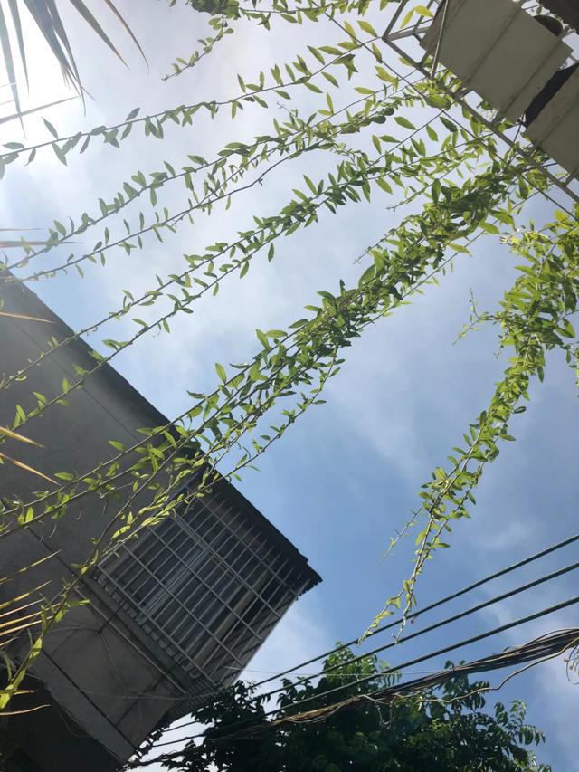 学会搭配这8种园艺植物,让你的花园收获一个有趣的灵魂|南非|风雨兰|