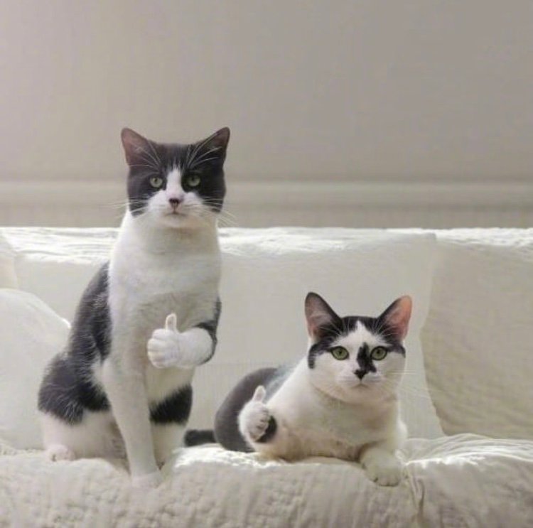 会点赞的喵喵也太可爱了吧!__财经头条