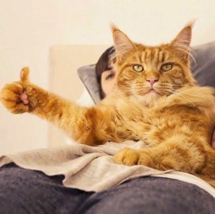 会点赞的喵喵也太可爱了吧!__财经头条