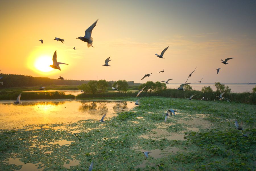 安徽五河沱湖湿地鸥鹭飞