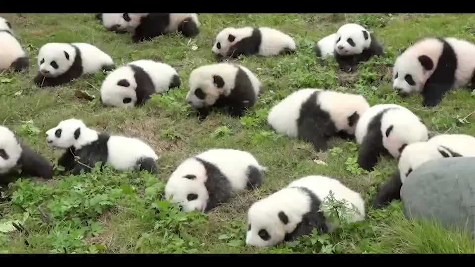 熊猫宝宝集体晒太阳现场跟晒大白菜一样萌化了