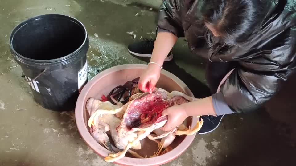 一家人在家杀鸡杀鸭忙着贴春联过新年了