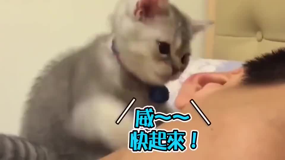 最近这只小奶猫火了 猫咪 咬耳朵 喊男主起床 开眼界了 最近这只小奶猫火了 猫咪 咬耳朵 喊男主起床 开眼界了