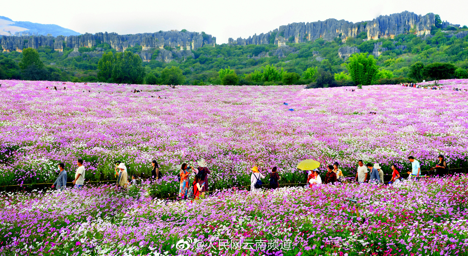 云南乃古石林波斯菊花海盛放,赏花秋游正当时!__财经头条