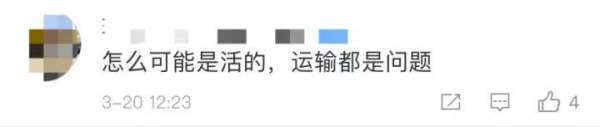 太吓人！网传送到家的鳄鱼被砍后复活？盒马最新回应……休闲区蓝鸢梦想 - Www.slyday.coM