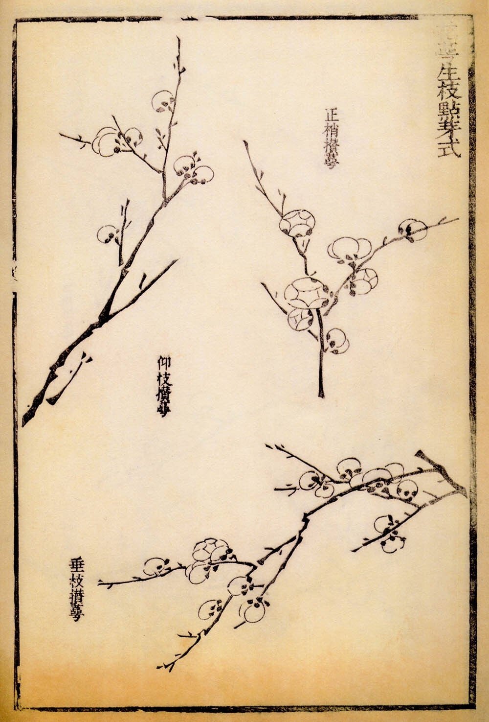 300多年前的《芥子园画谱》里,记录下的各式形态的梅花画法__财经头条