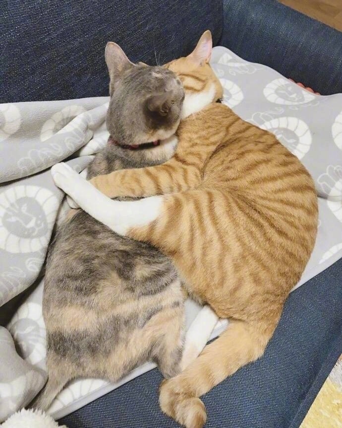 一叫糯米一只叫红豆俩猫兄弟的日常亲亲